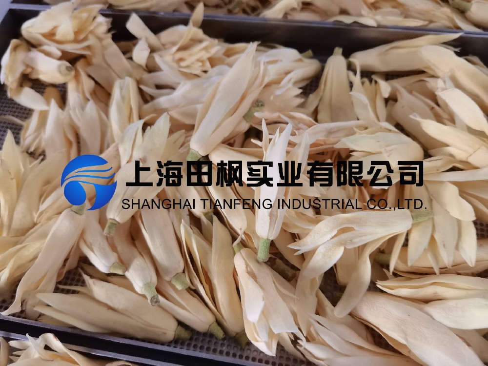 白玉蘭凍干，鮮花凍干機(jī)應(yīng)用于白玉蘭真空冷凍干燥